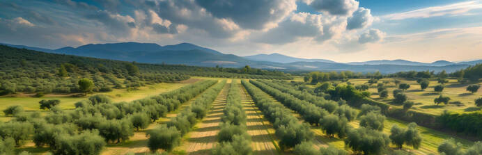 campos olivos